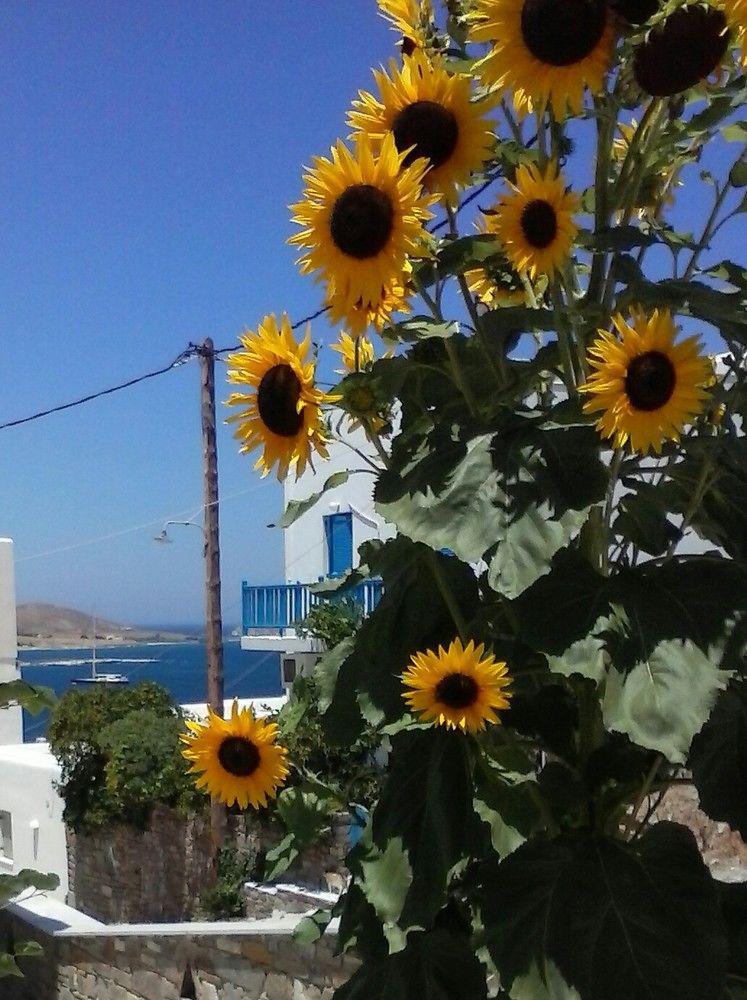 Athina'S Blue Studios Naousa  Luaran gambar
